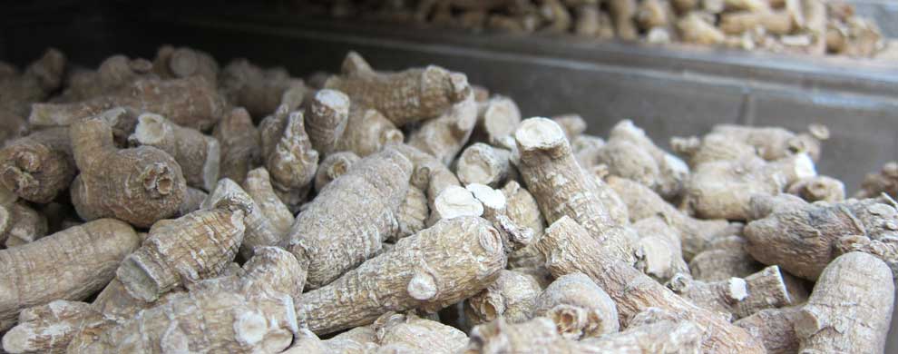 Ginseng